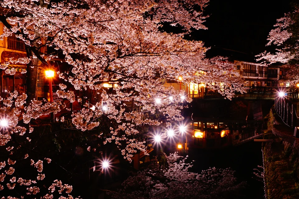 城崎温泉(夜桜)