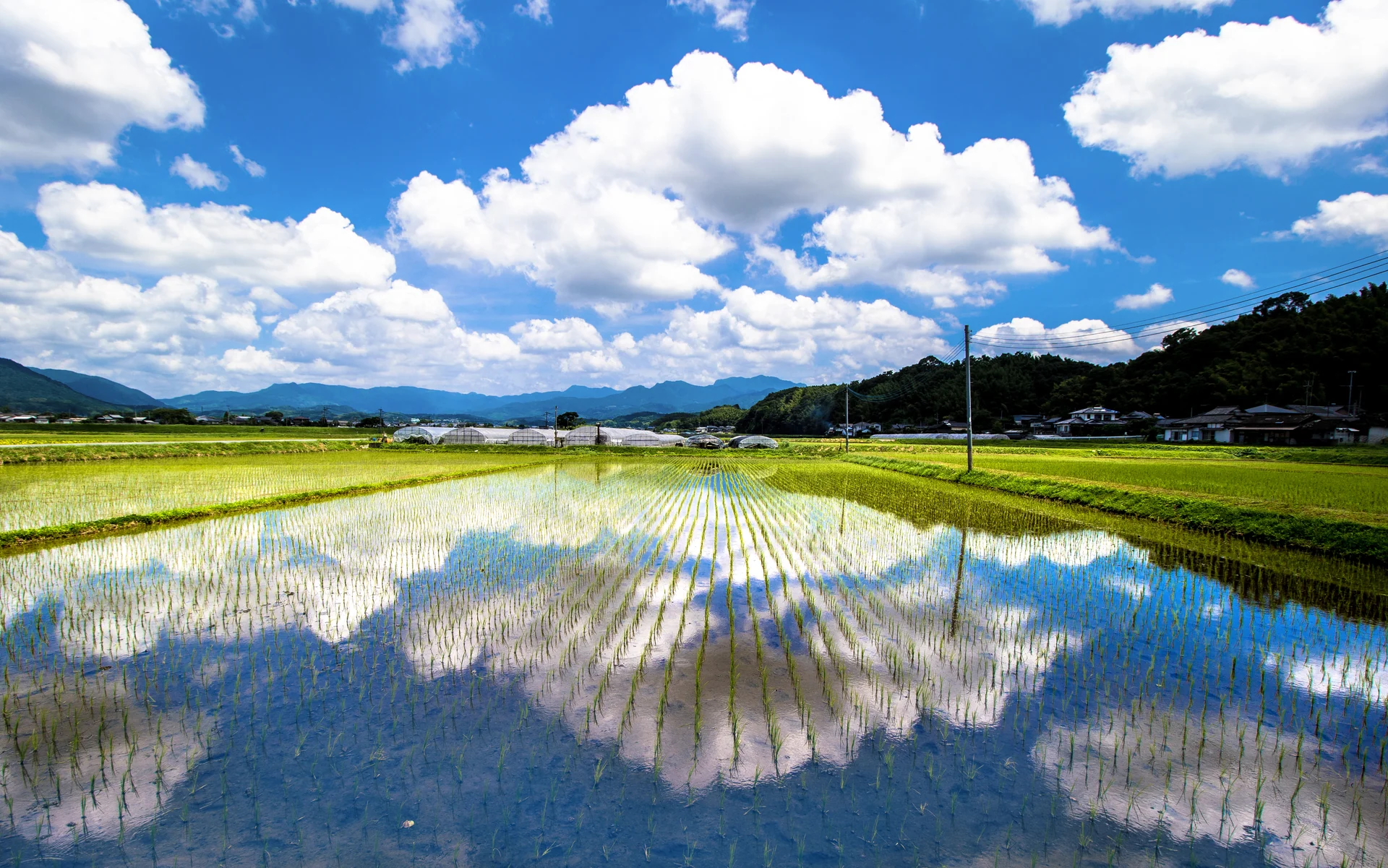 熊本県・水田の生産風景の水田