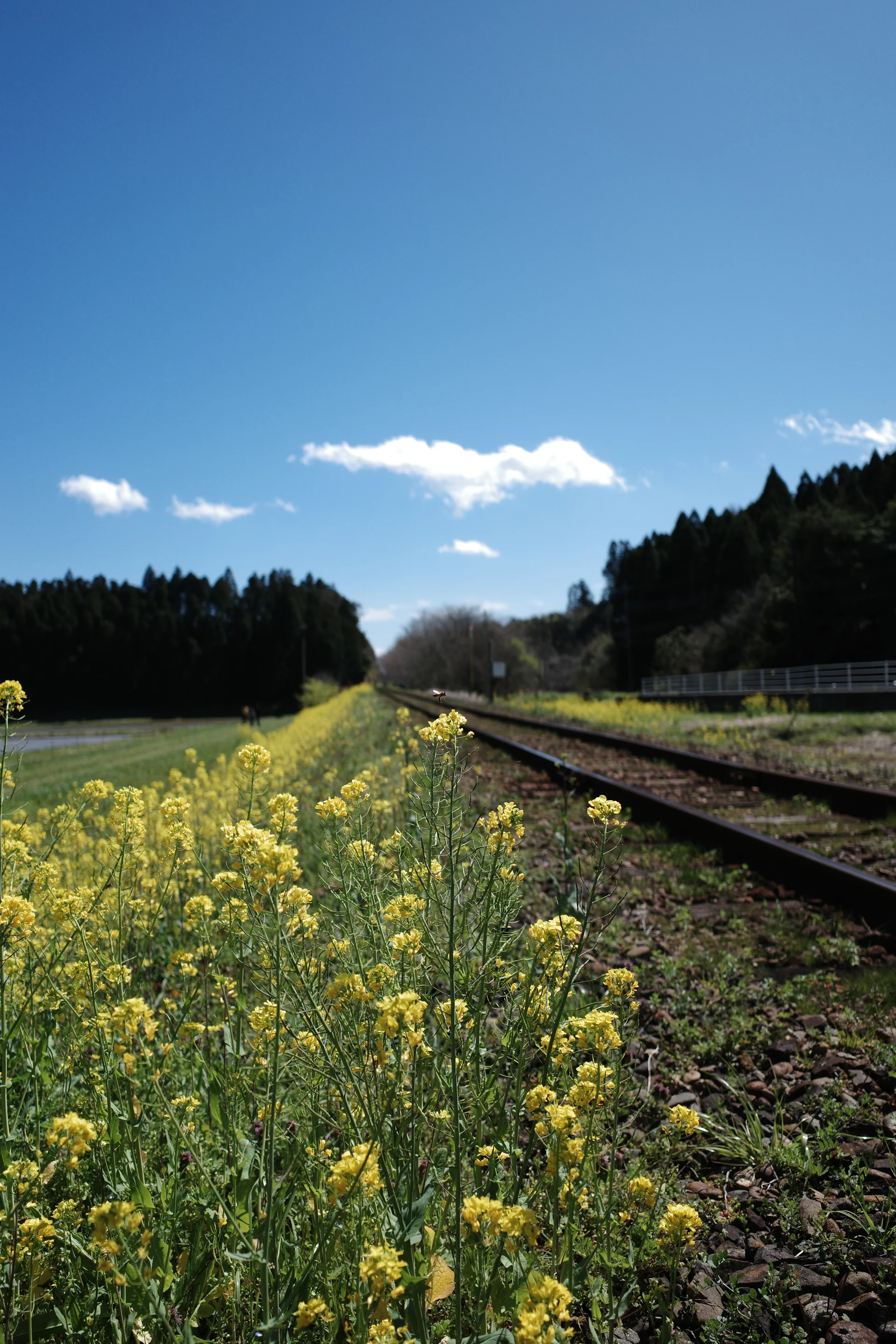 菜の花といすみ鉄道