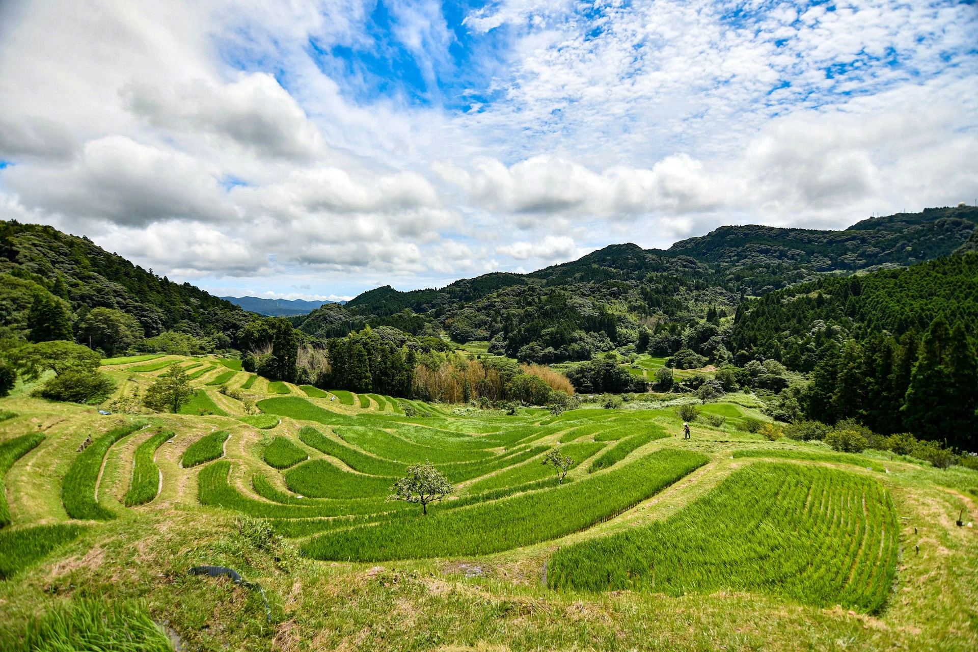 鴨川市・大山千枚田
