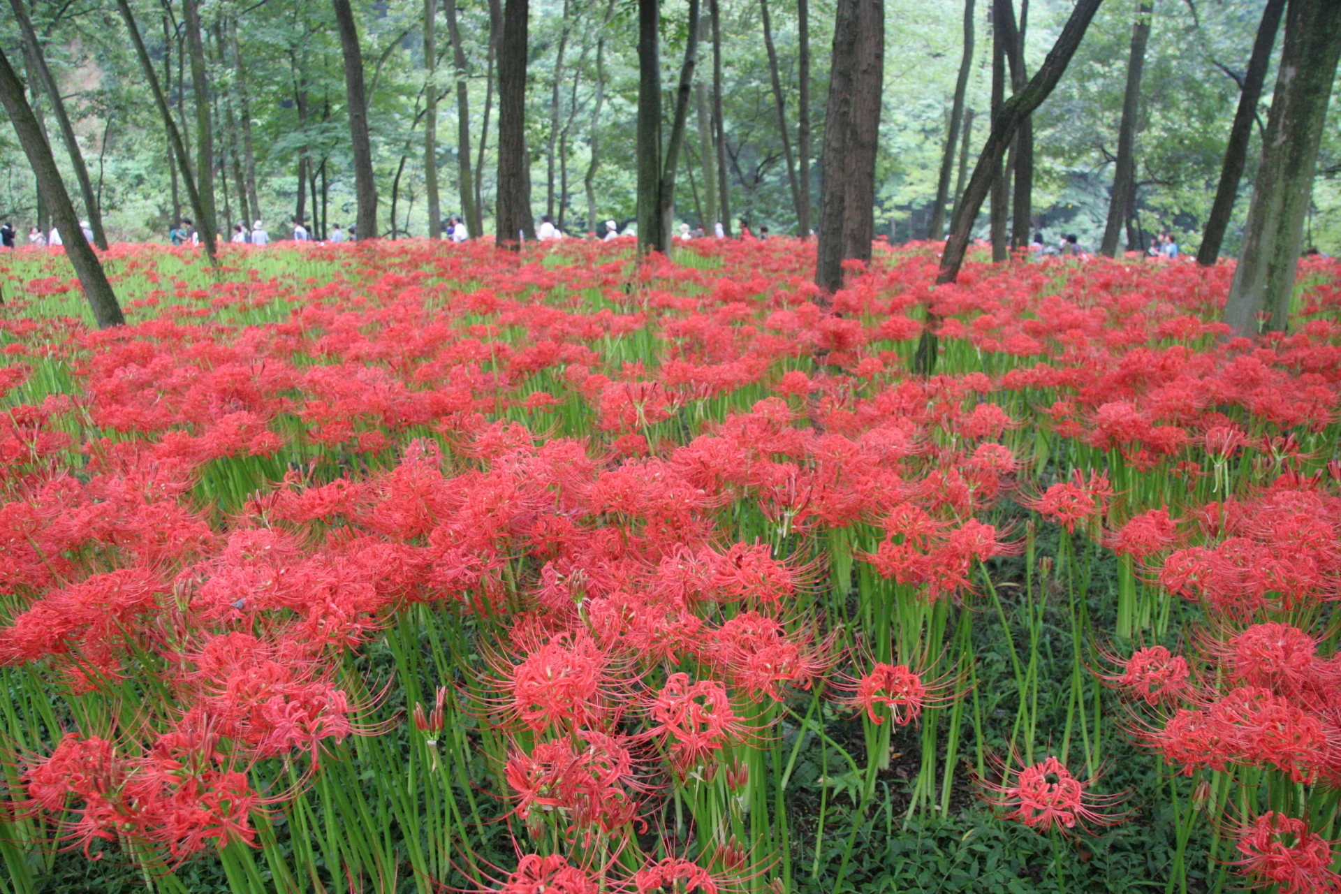 埼玉 日高市高麗 関東最大 高麗巾着田の彼岸花