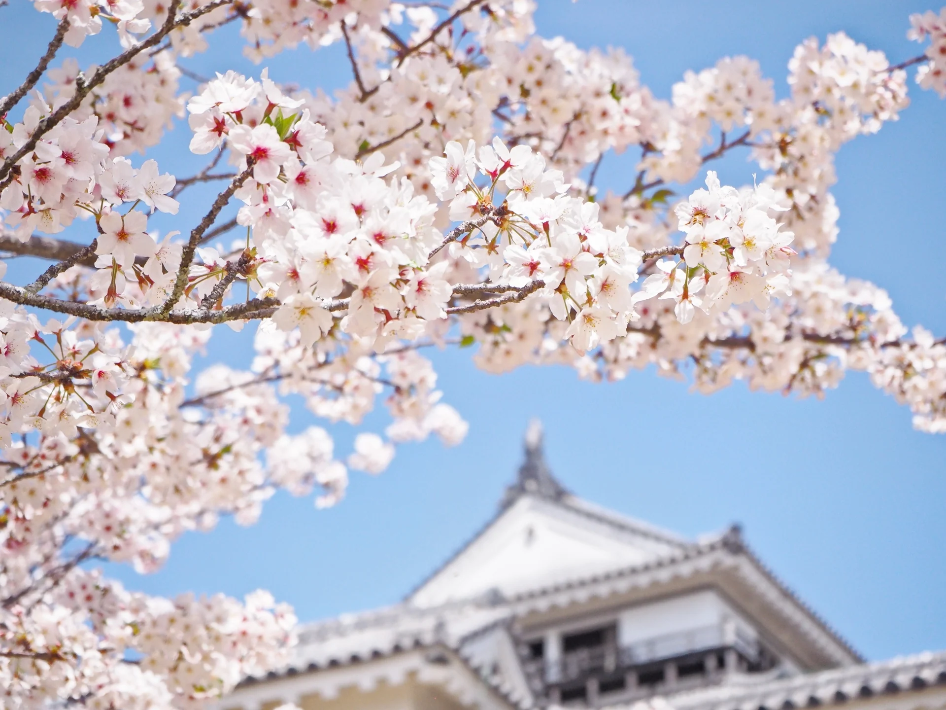 愛媛県松山市・松山城の城と桜の街へ