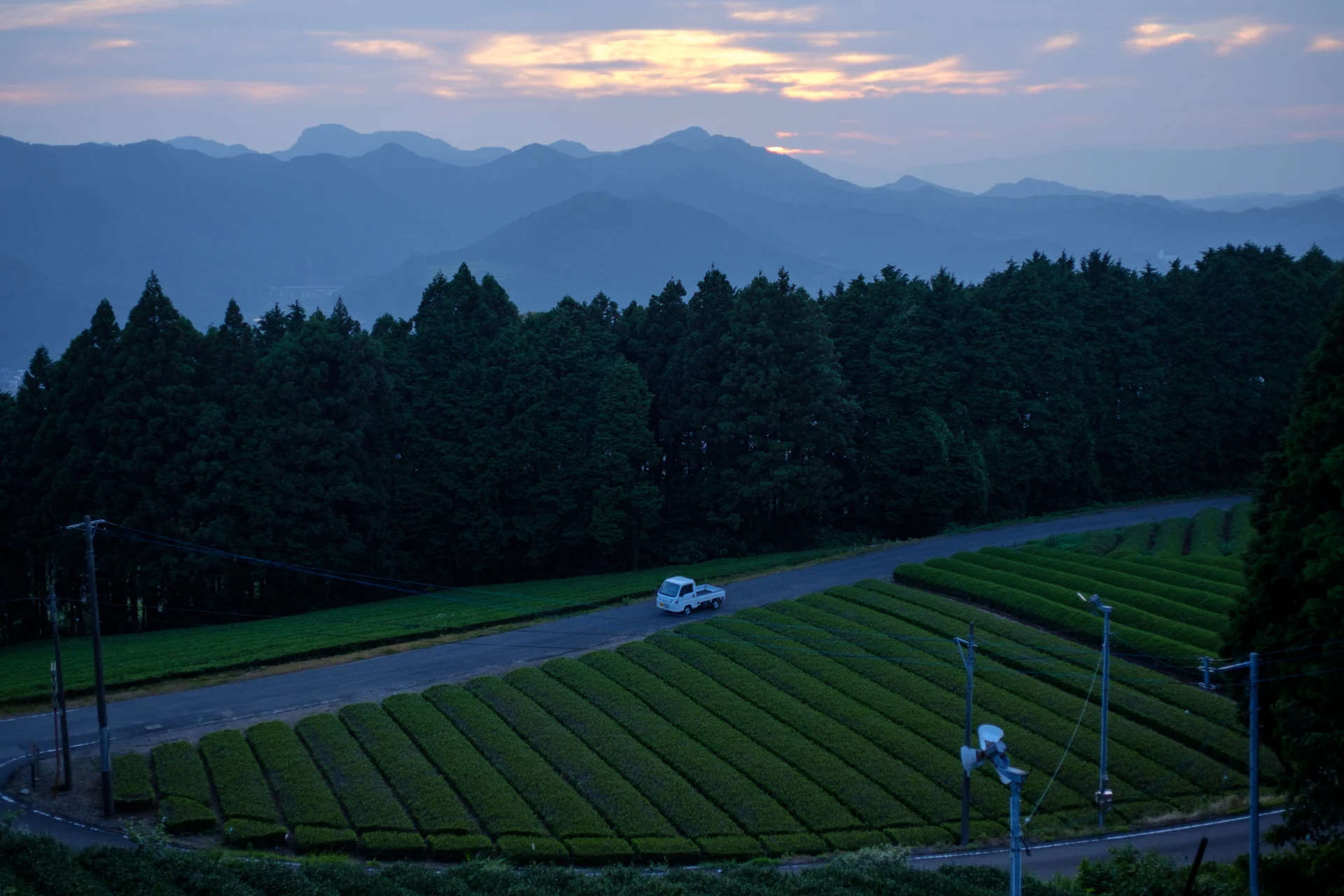 佐賀県嬉野市・茶畑の茶畑