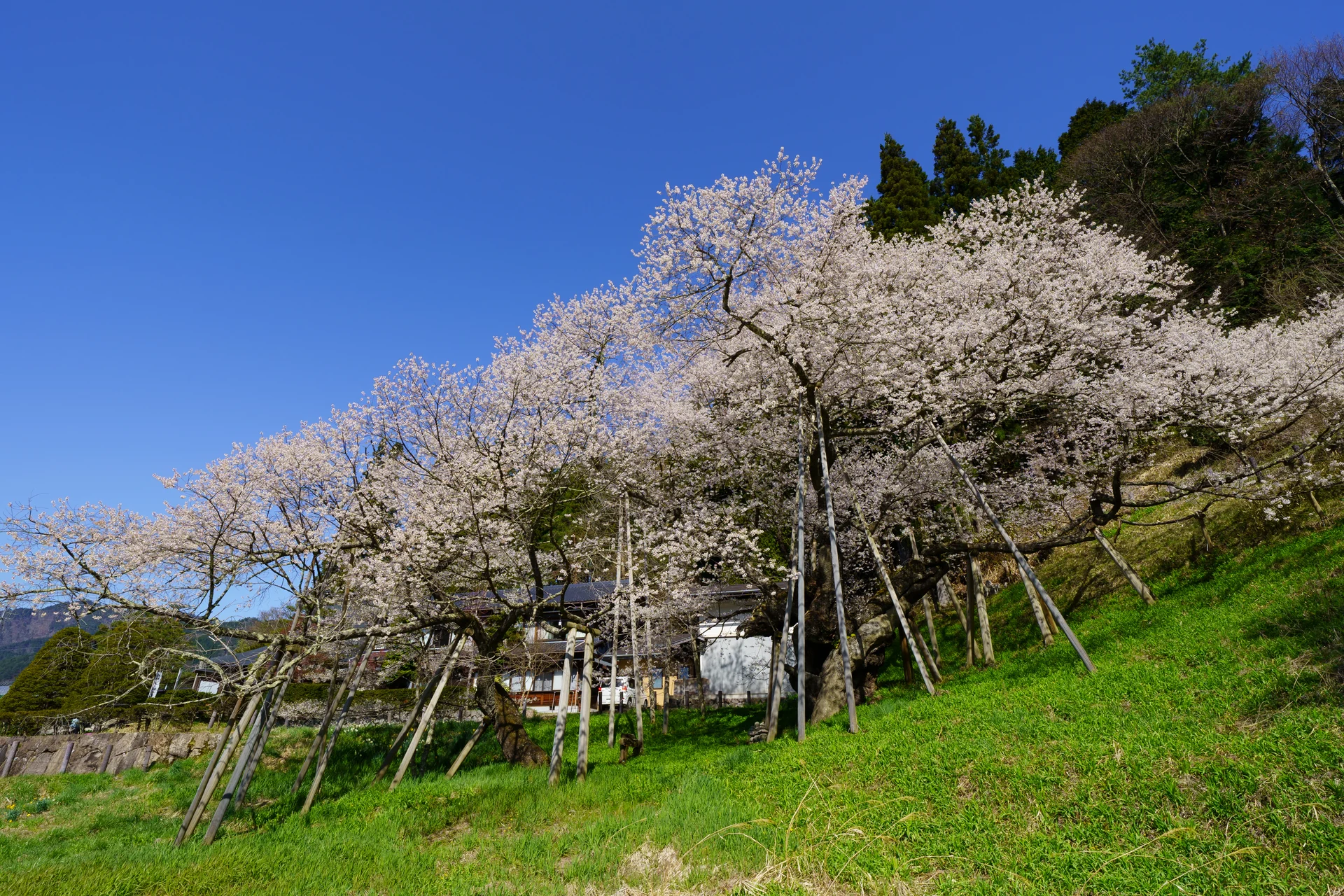 臥龍桜