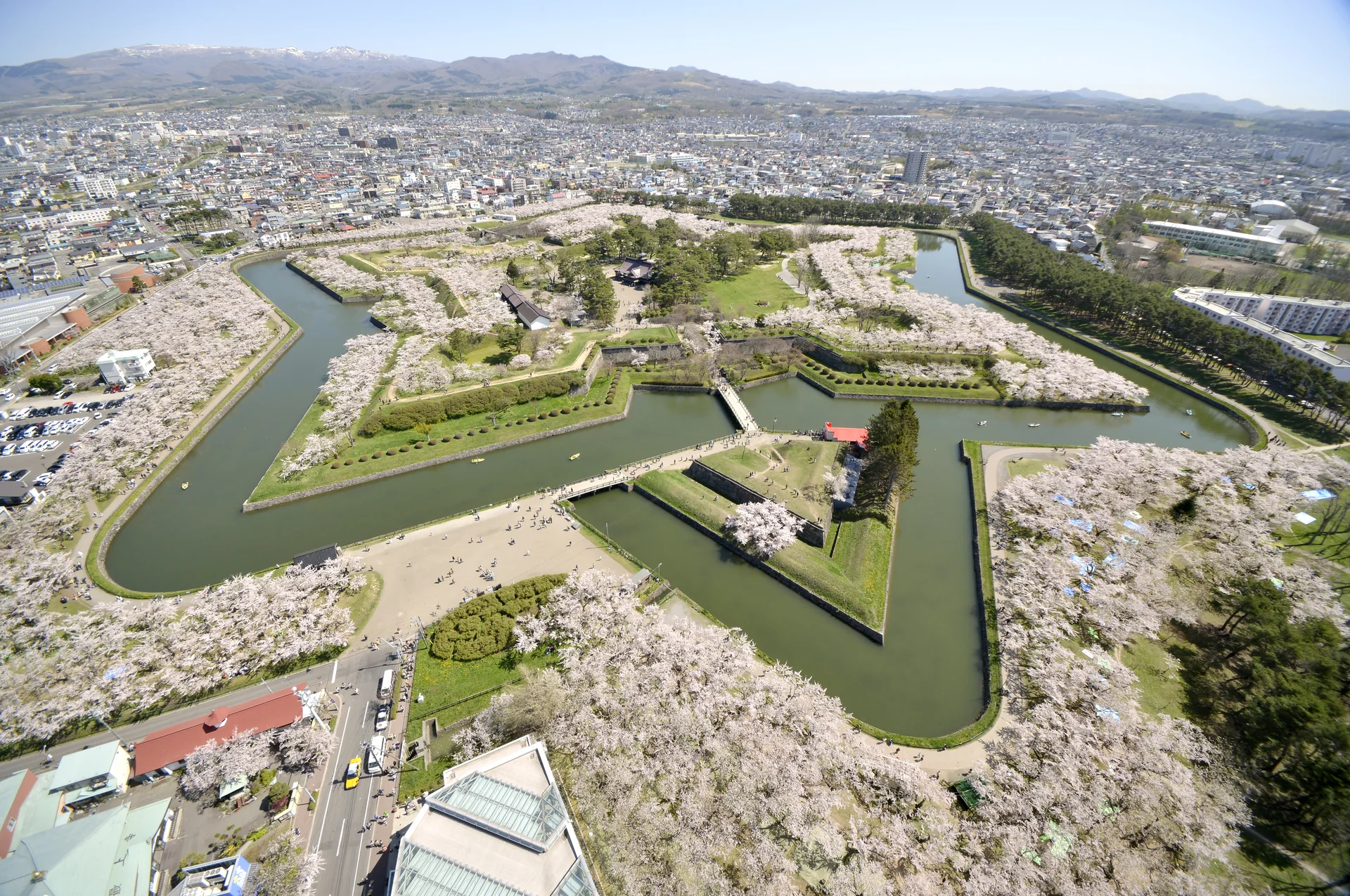 星形の堀の周囲に桜が咲いた五稜郭の俯瞰