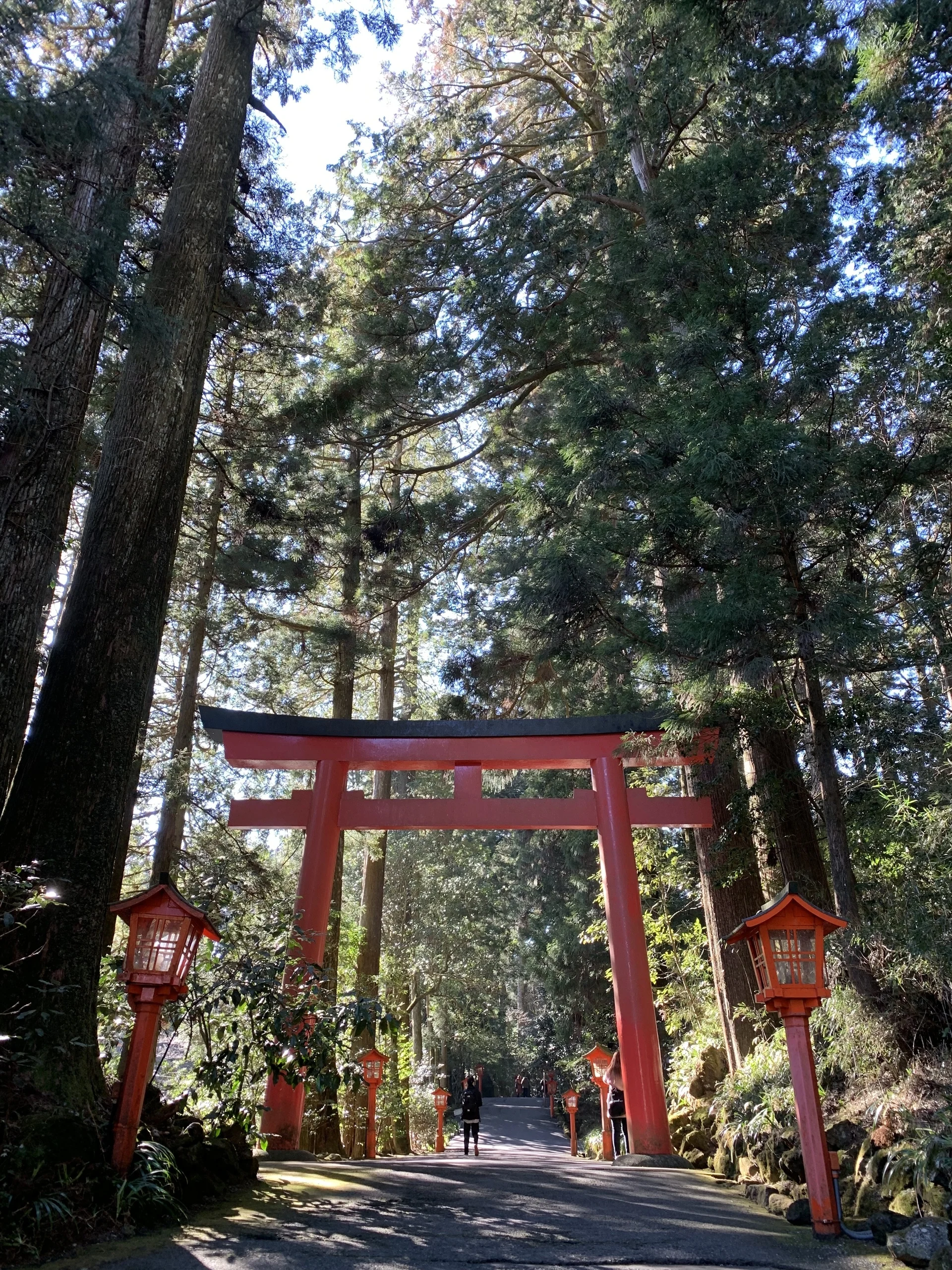 杉木立の間に鳥居が立つ箱根神社の参道
