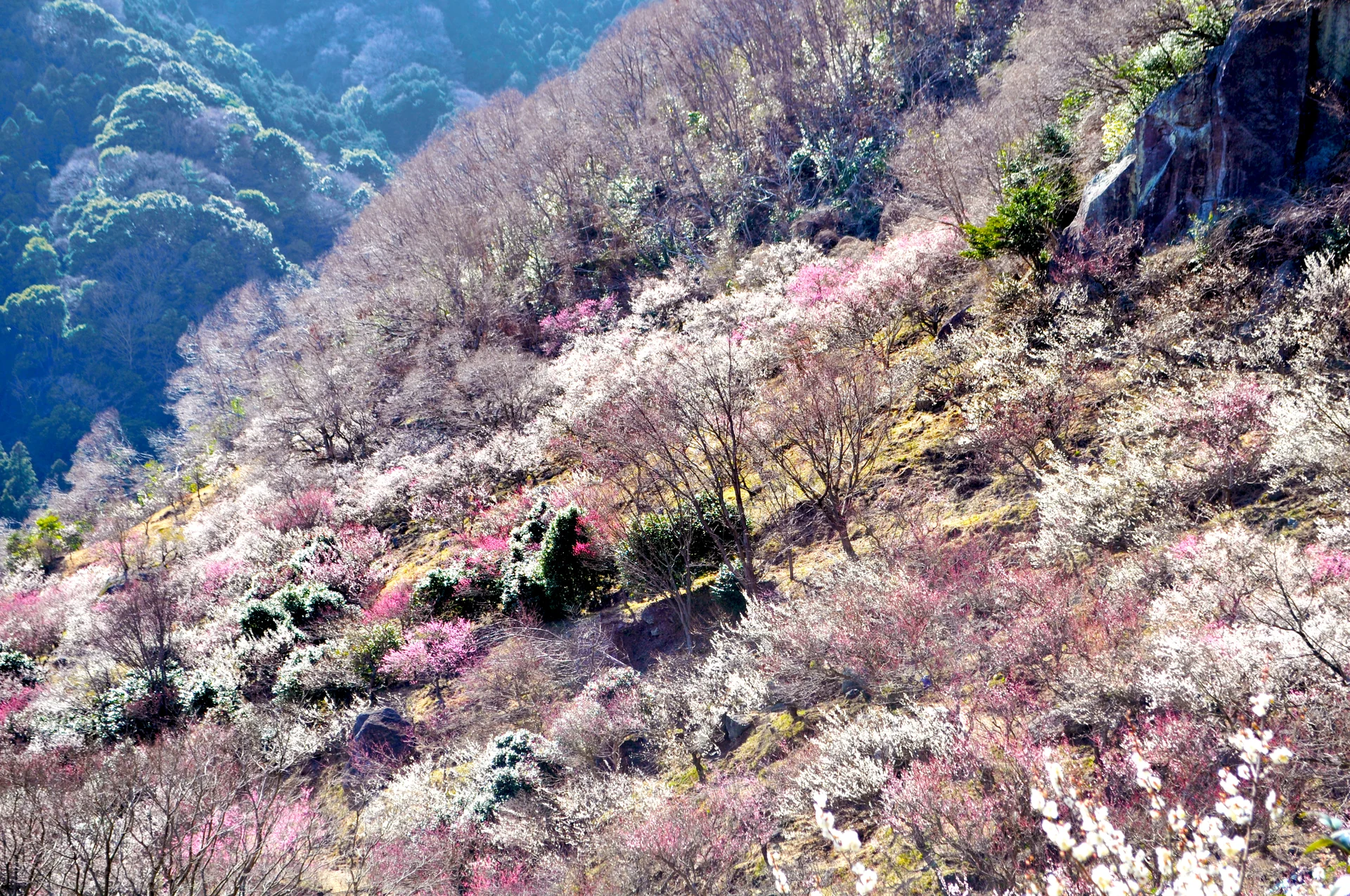 山の斜面を彩る白梅と紅梅が咲く湯河原梅林