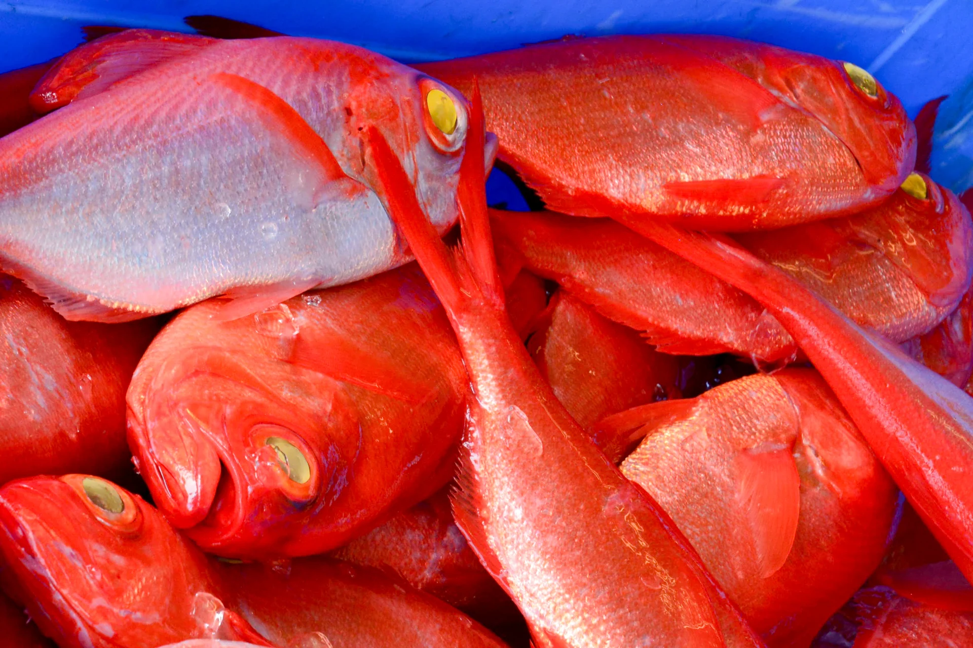 下田で水揚げされた赤い金目鯛