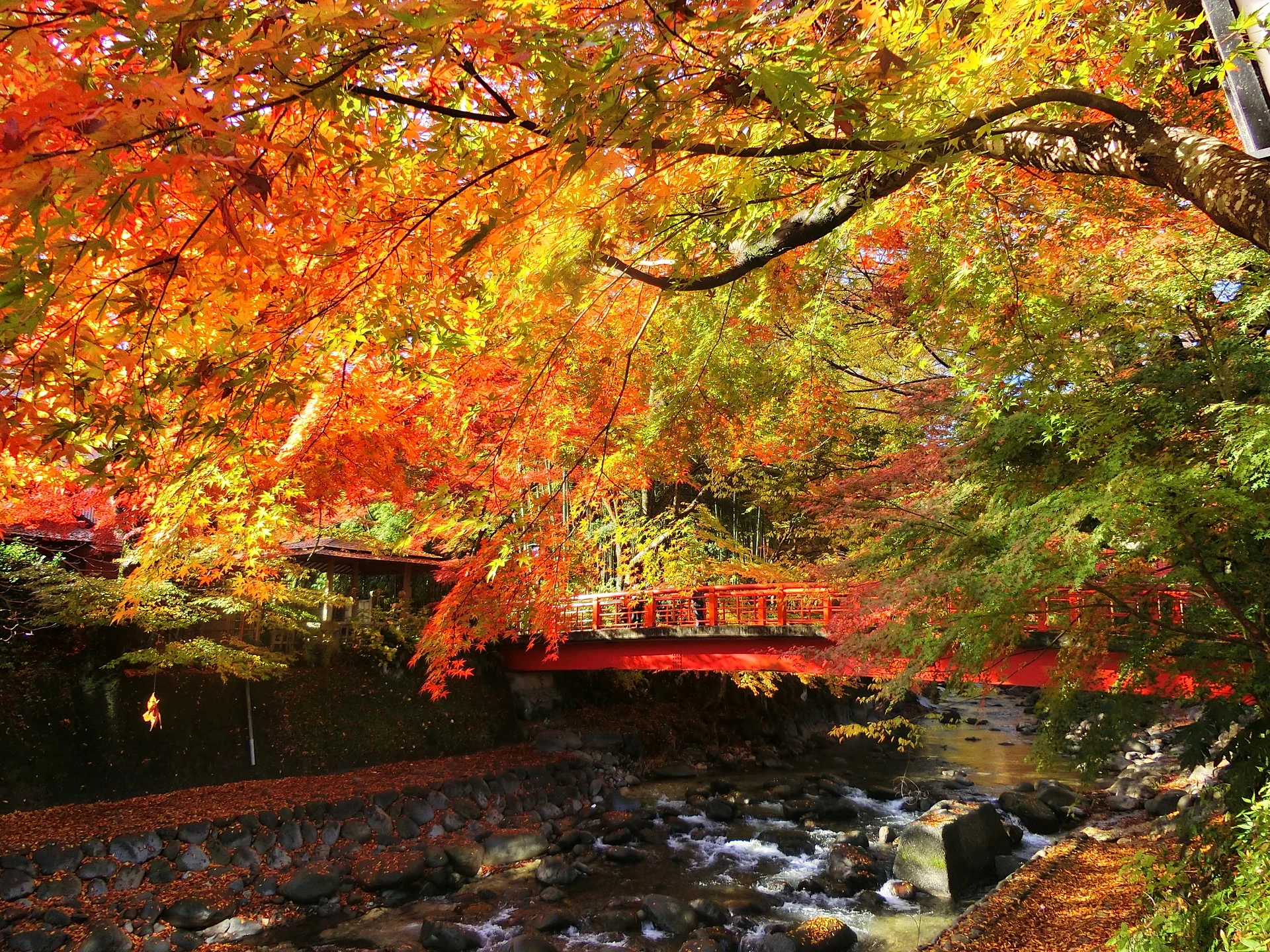 紅葉に彩られた修善寺温泉街の川沿いと赤い橋