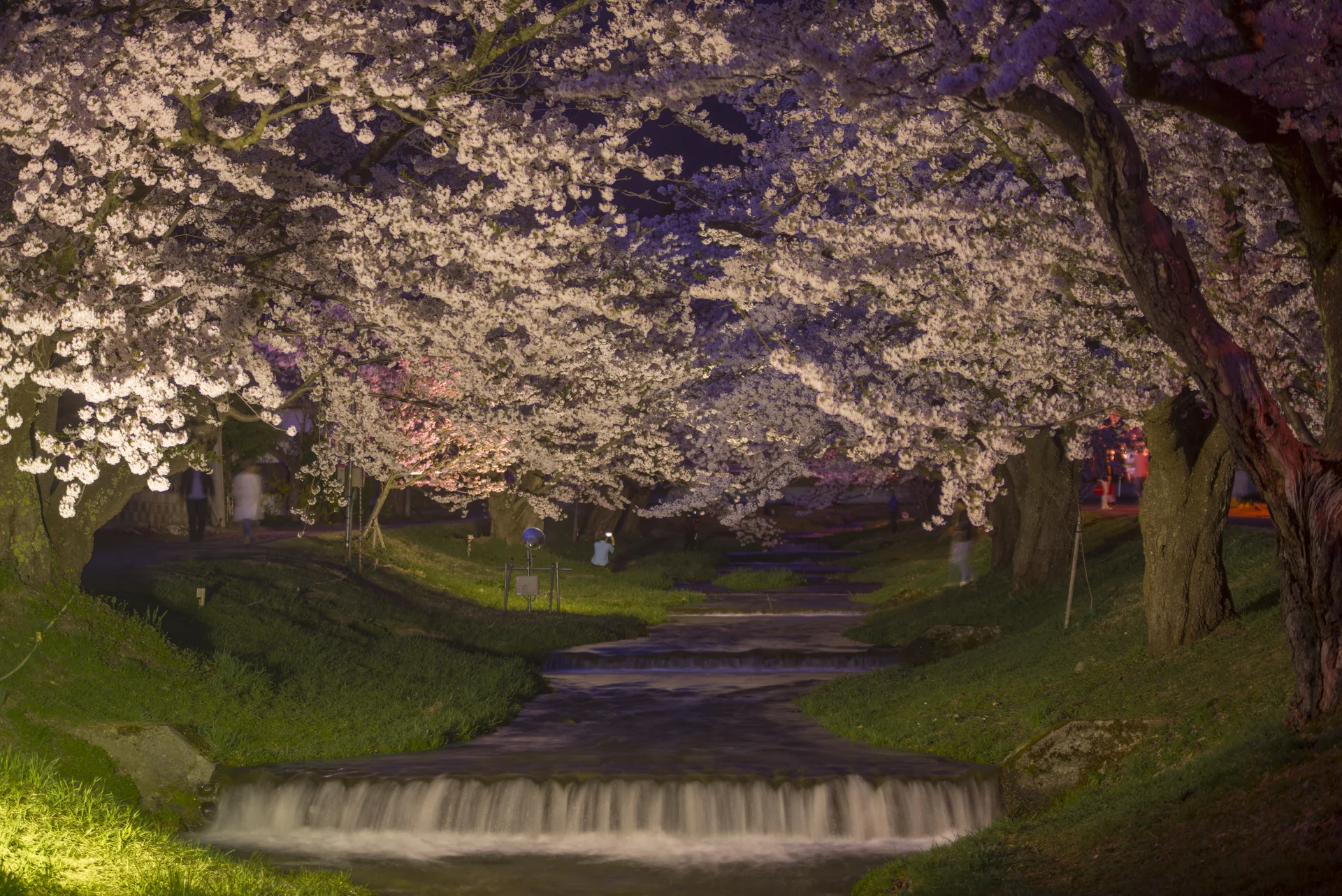 観音寺川の両岸を桜が覆う春の景観