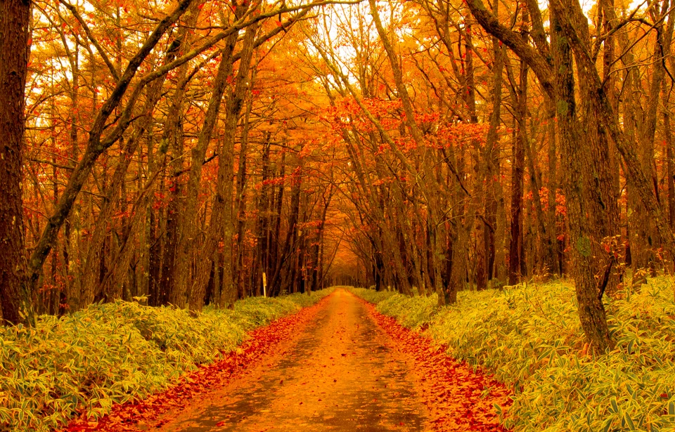 Autumn-coloured trees along the path to Odashirogahara, Oku-Nikko, Tochigi