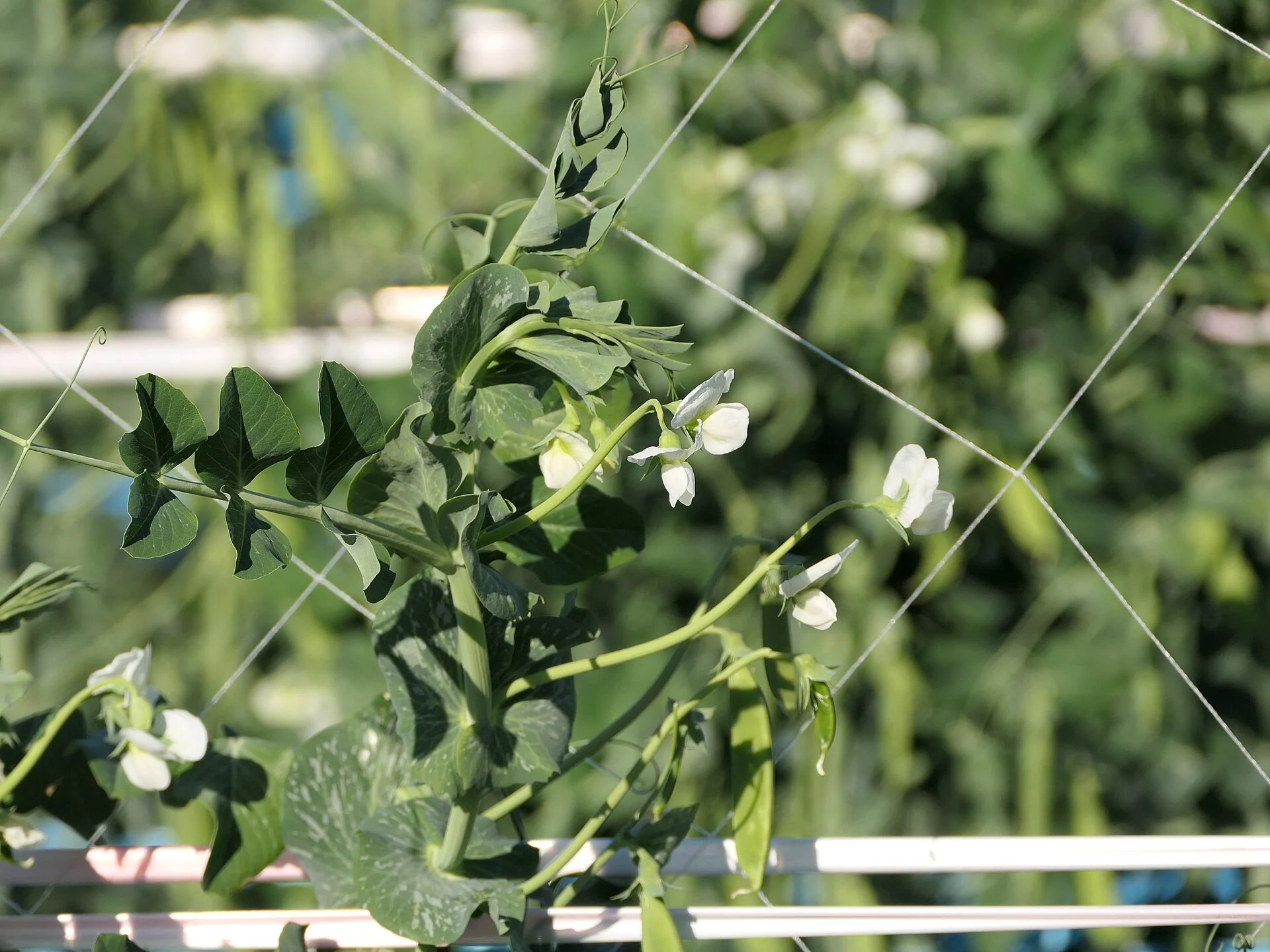 指宿市で栽培される豆類の花と葉