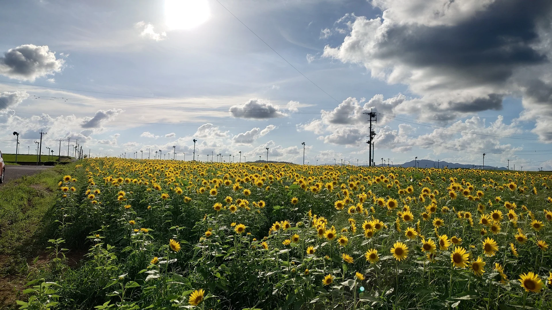 茶園の花畑に咲くひまわりと空