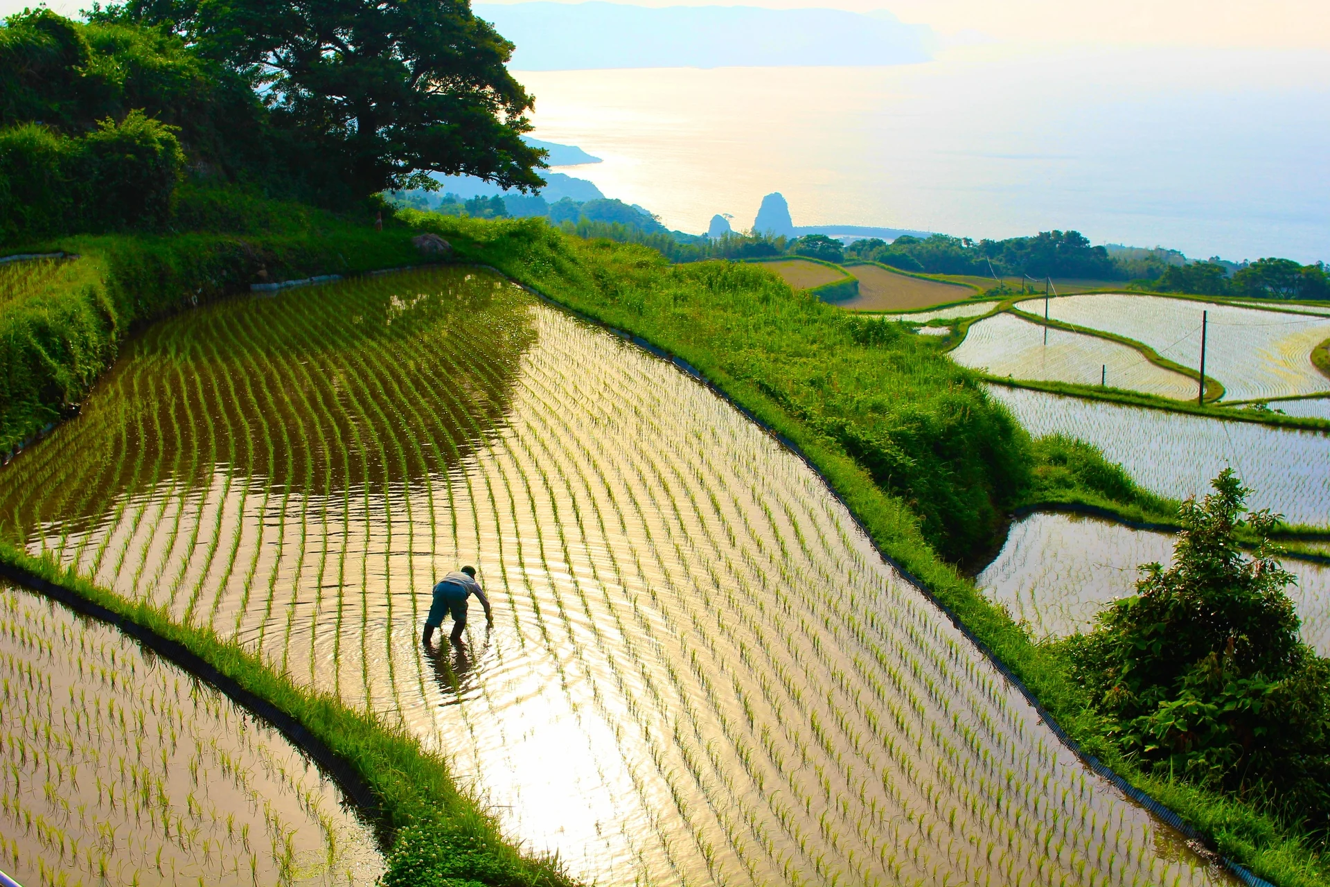 山口県長門市・東後畑の棚田の東後畑棚田の農業