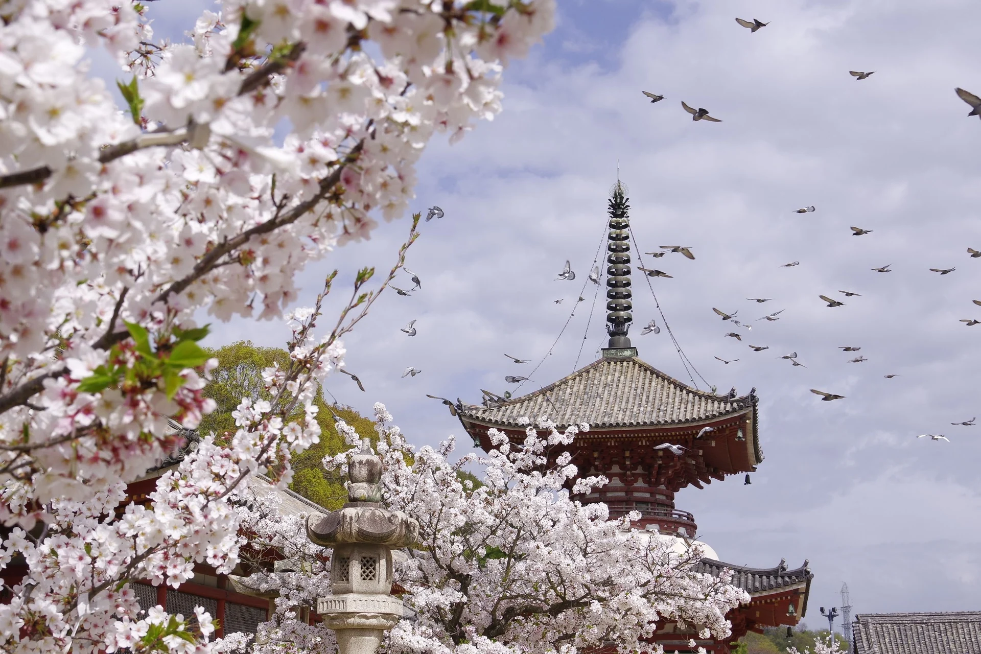 広島県尾道市・浄土寺の桜咲く国宝浄土寺
