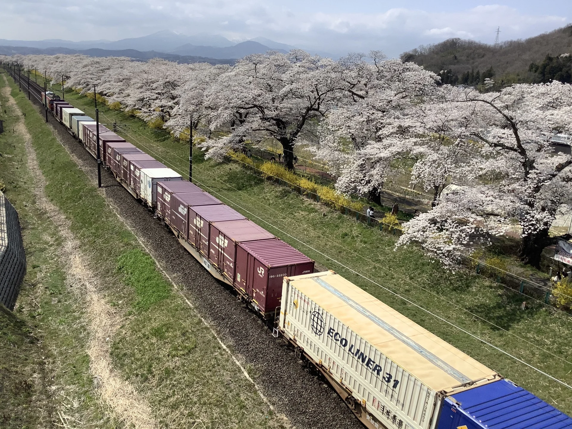 白石川の堤に沿って桜が連なり、遠くに山々が見える春景色