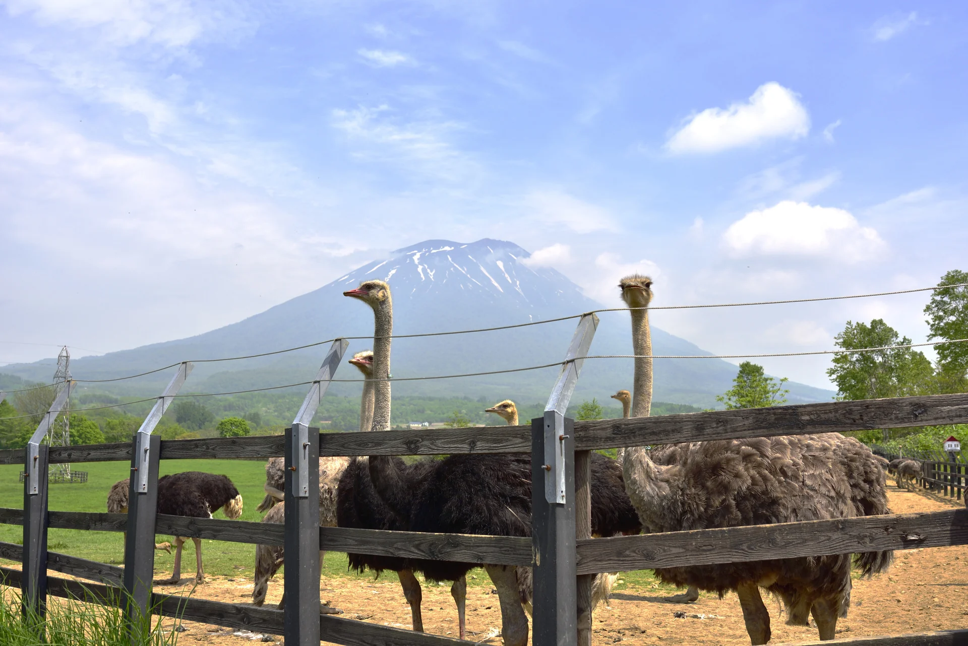 羊蹄山を背景に牧場で過ごすダチョウ