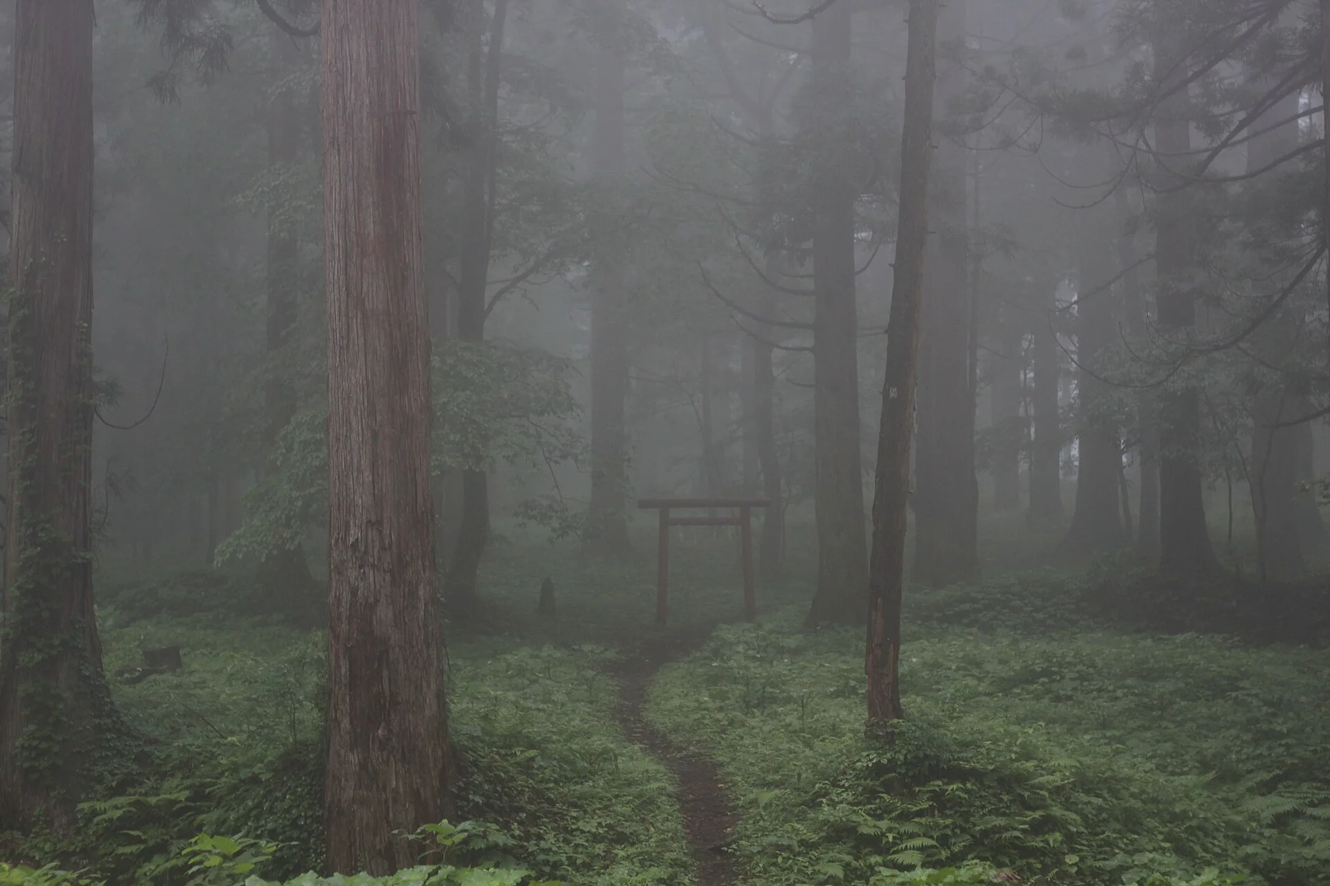 羽黒山・霧の中に立つ鳥居