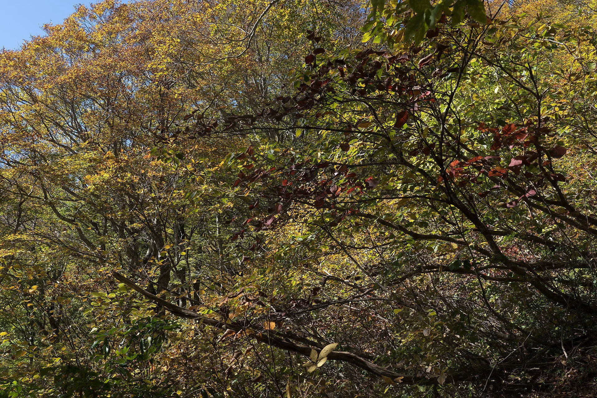白山国立公園・山を彩る紅葉