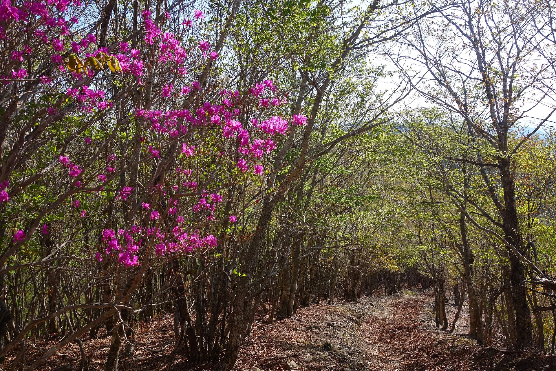 ミツバツツジ咲く登山