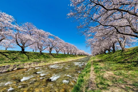 舟川の桜並木