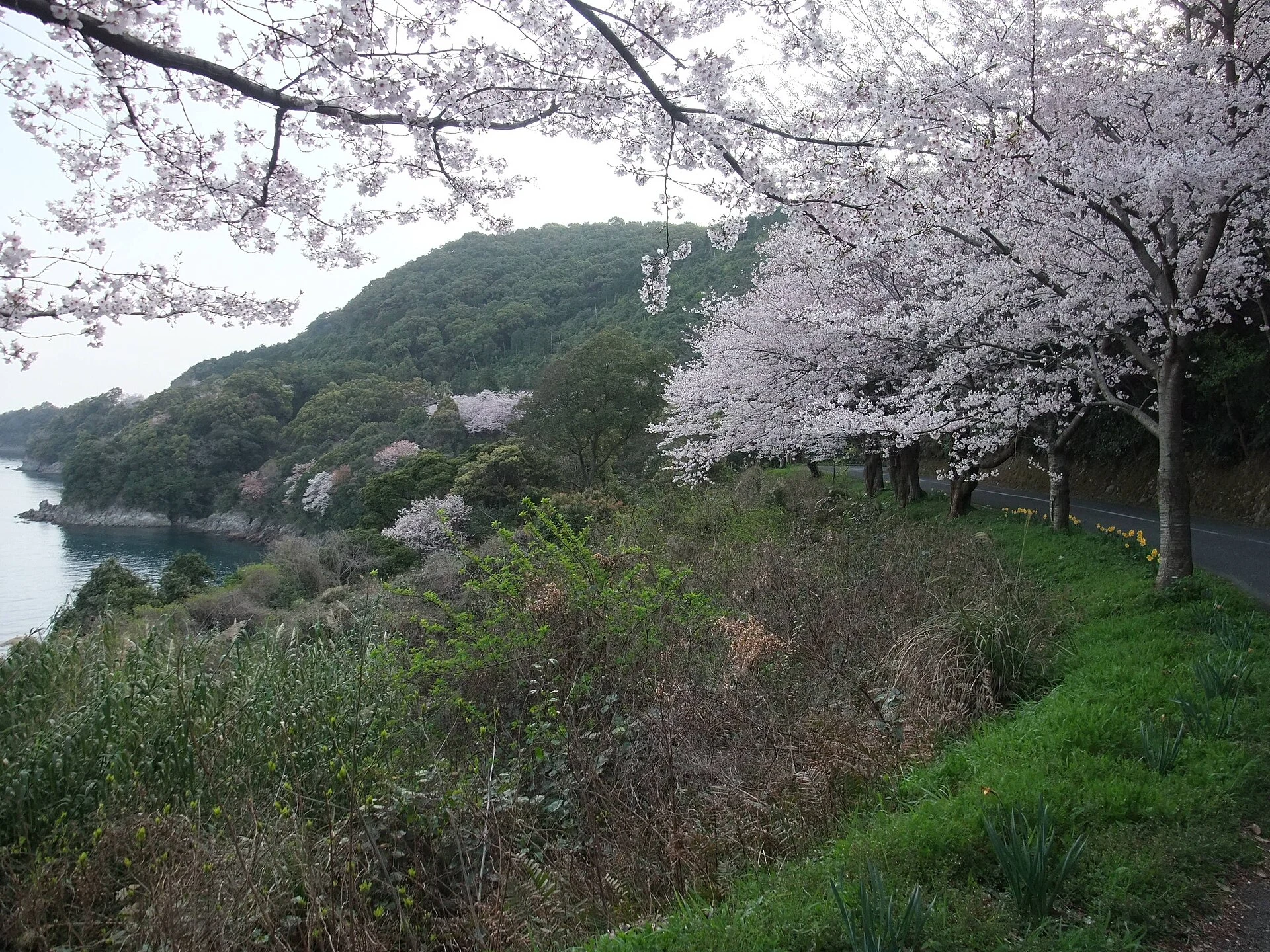 熊本県水俣市・湯の児チェリーライン周辺の海岸風景