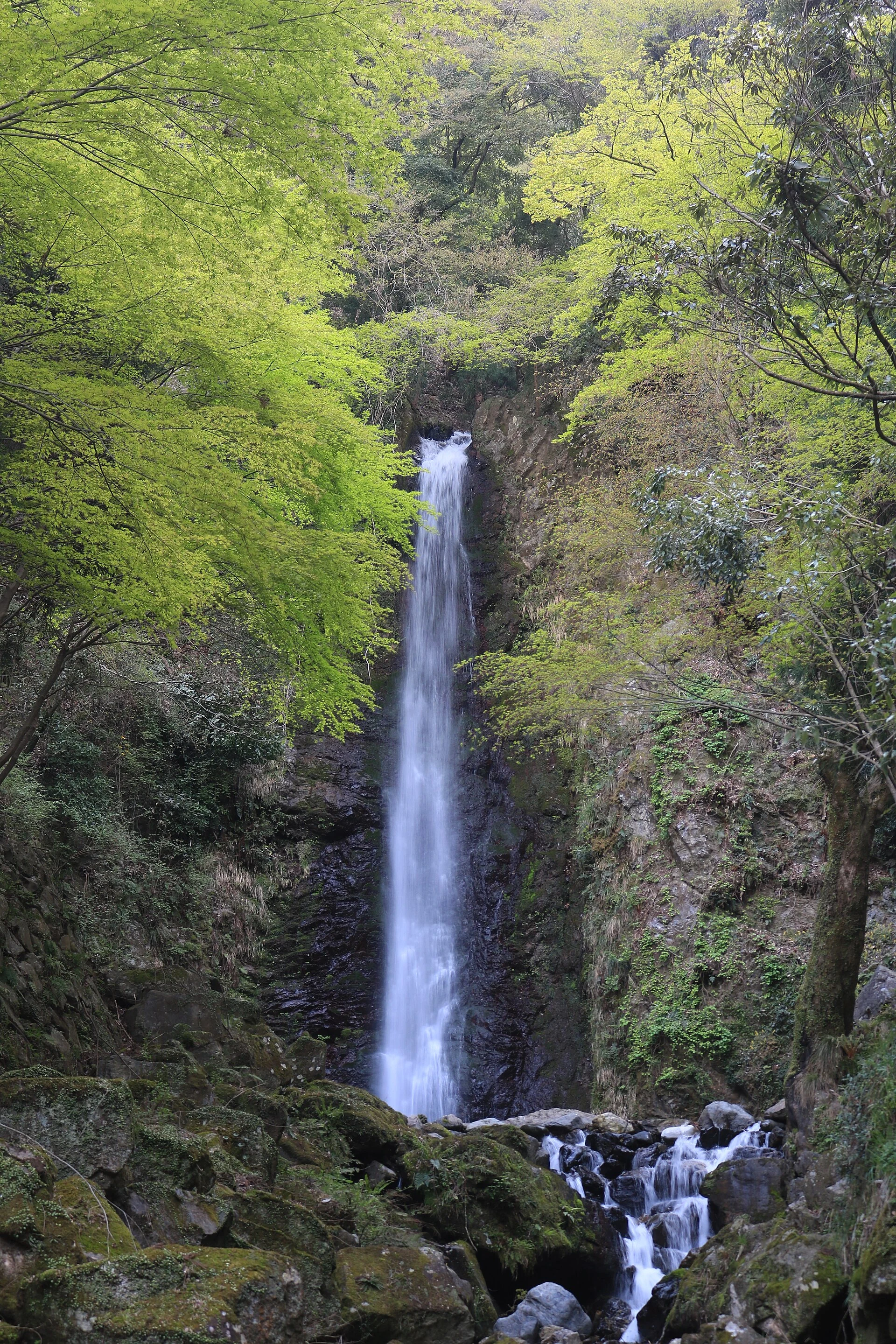 養老の滝