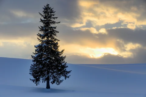 北海道美瑛町の雪の丘に立つクリスマスツリーの木