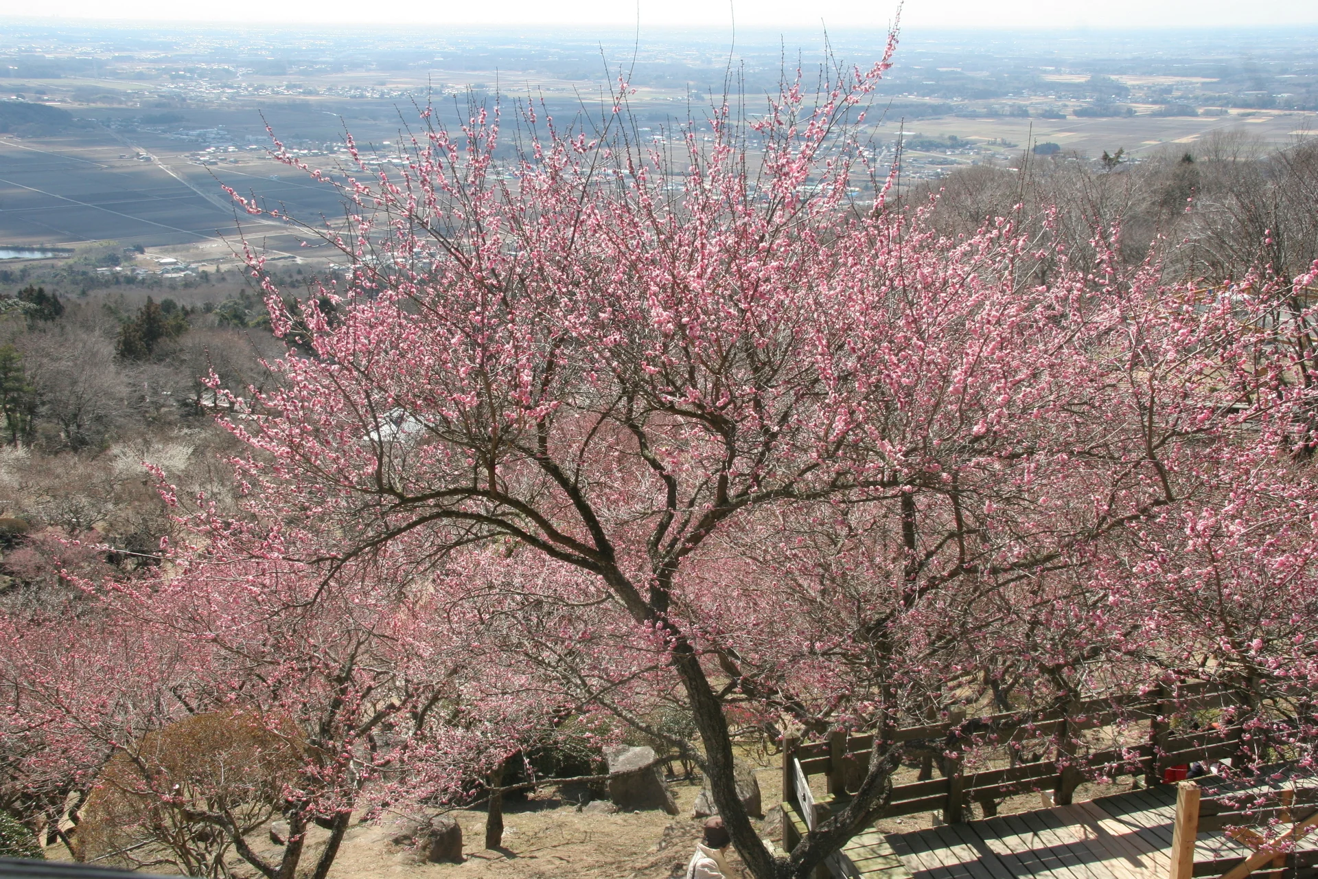筑波山麓の梅園に咲く梅と山の斜面