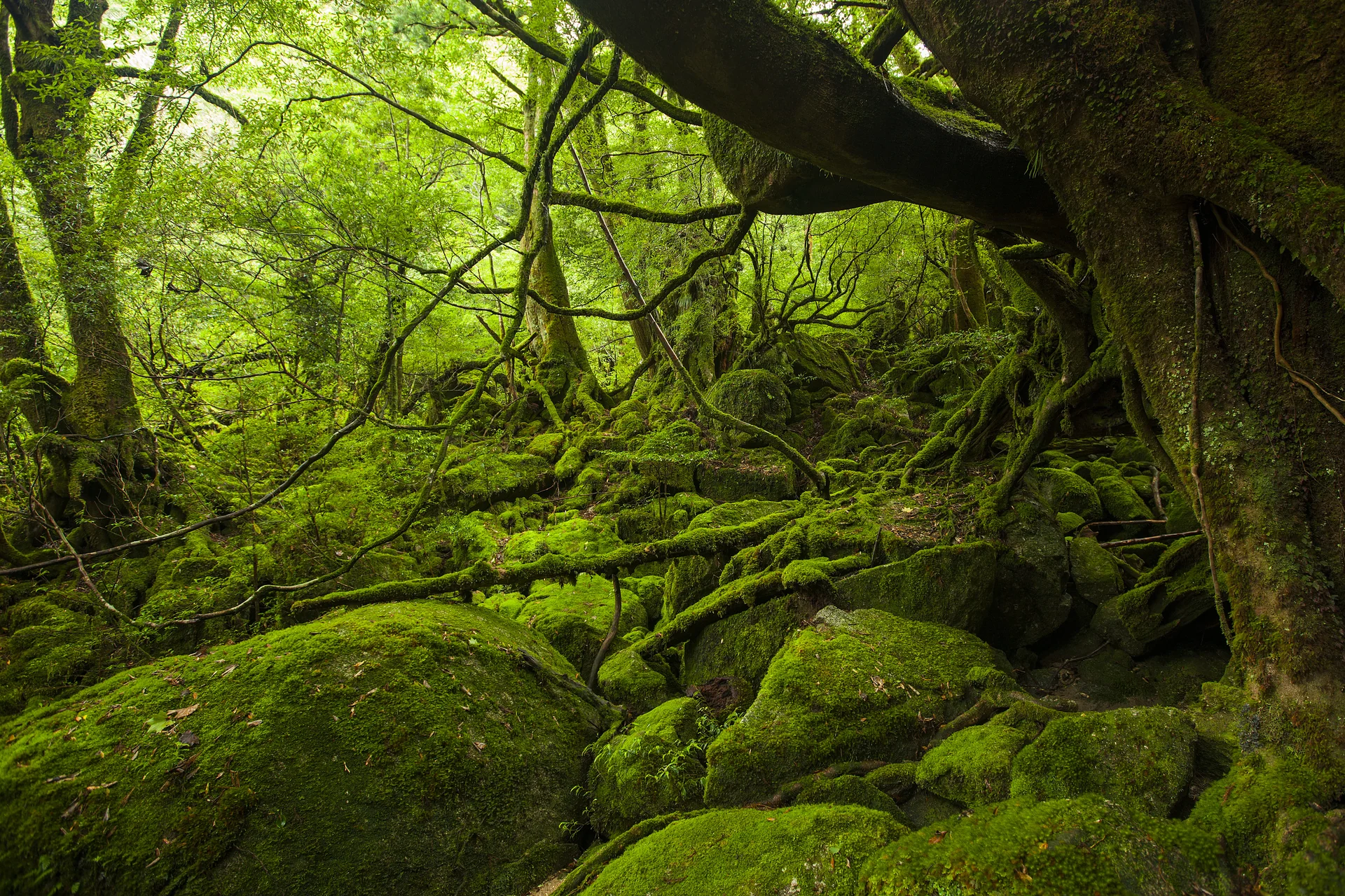 屋久島の白谷雲水峡に広がる苔むす森