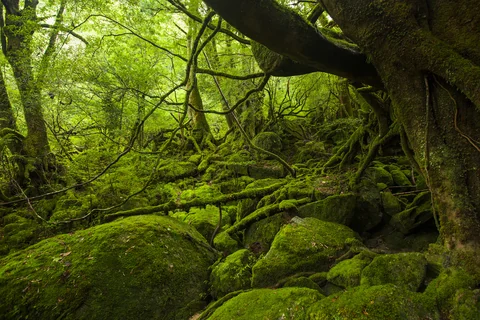 屋久島の白谷雲水峡に広がる苔むす森